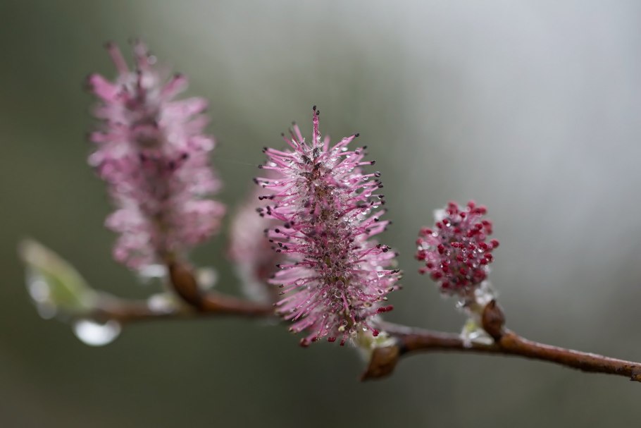 Ива копьевидная (Salix hastata) 'Wehrhahnii'