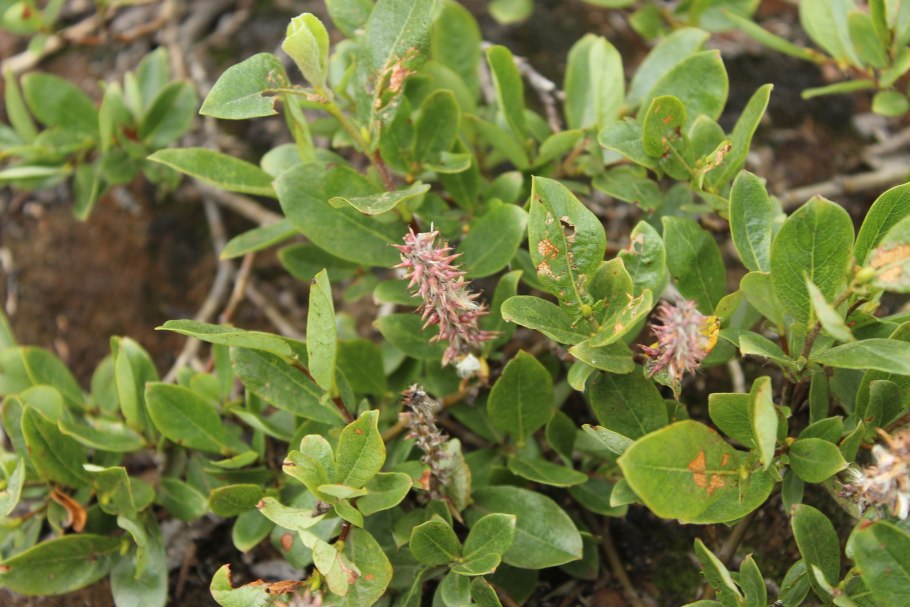 Ива Альпийская Скальная