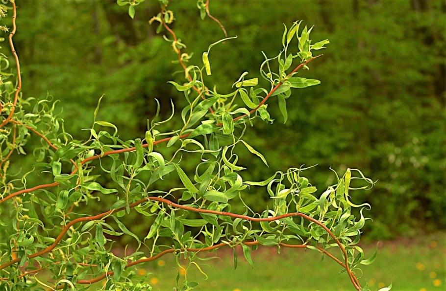 Ива ушастая (Salix Aurita