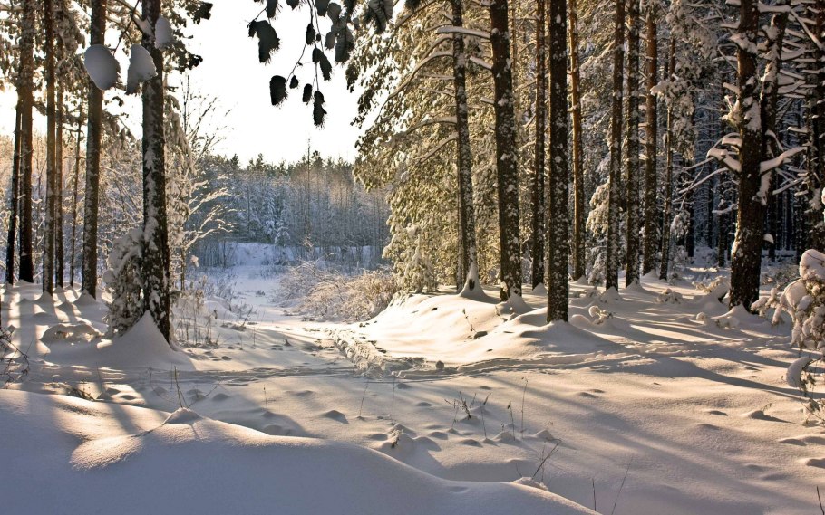 Лес в снегу