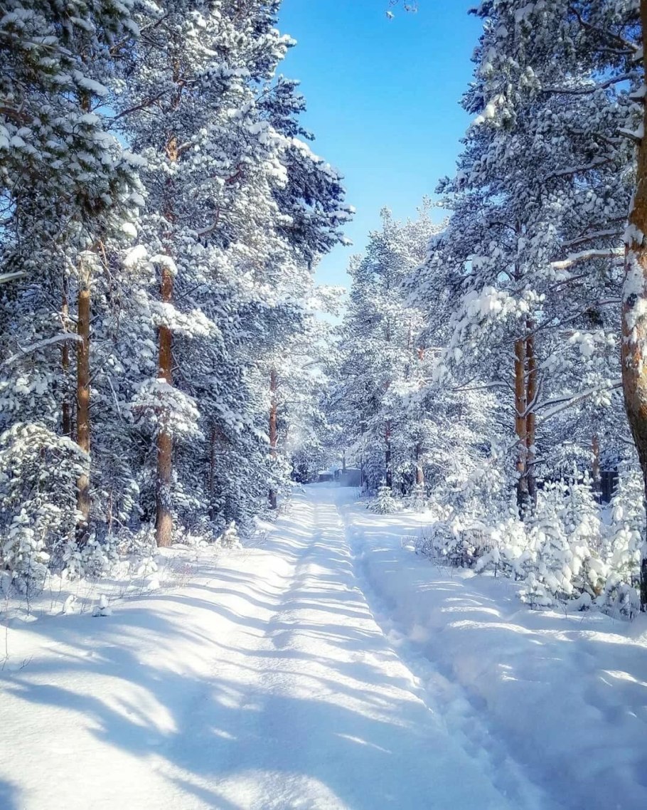Зимний лес
