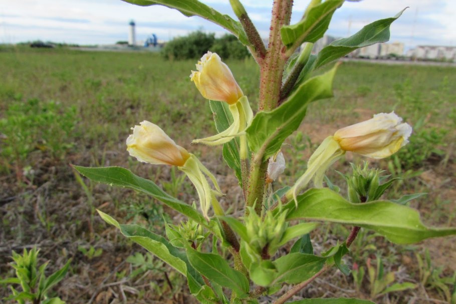 Smilax auriculata