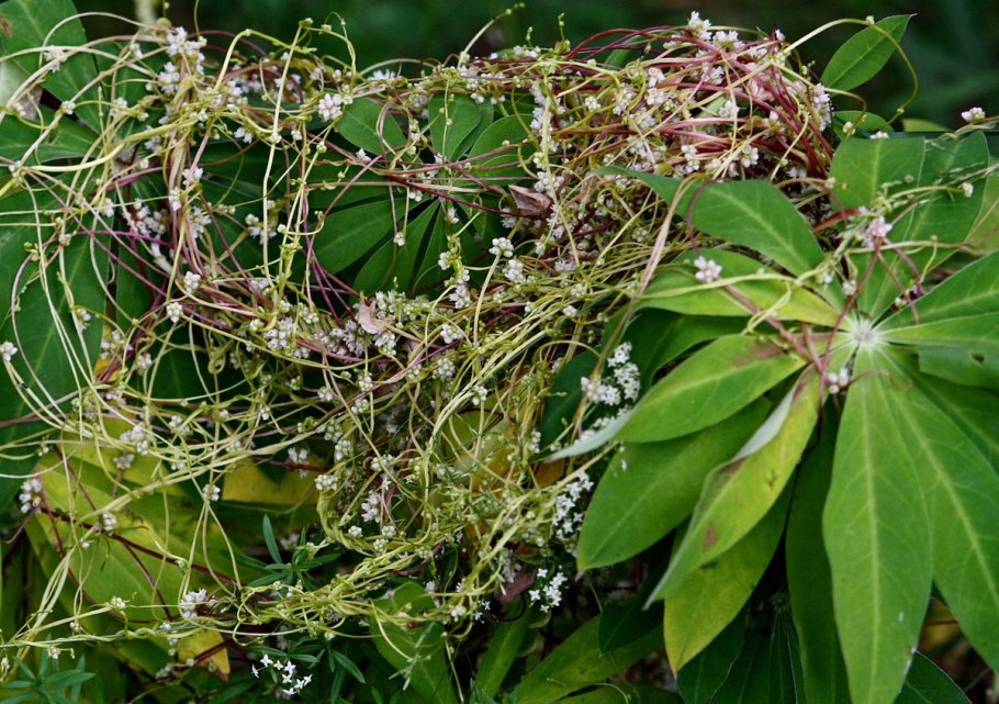 Повилика европейская Cuscuta europaea