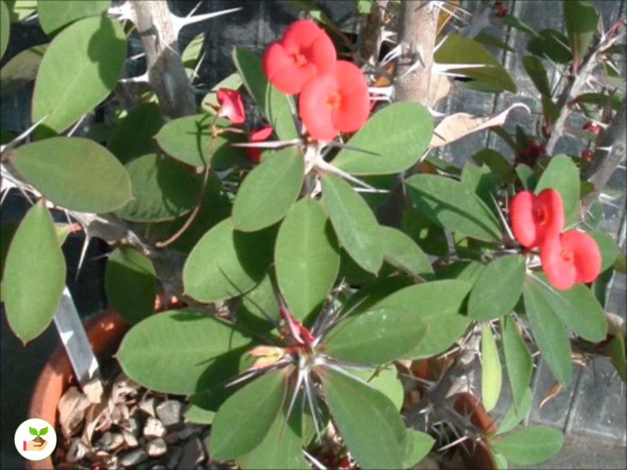 Энотера корни