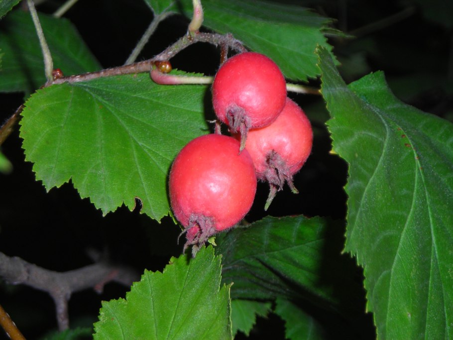 Боярышник гирканский