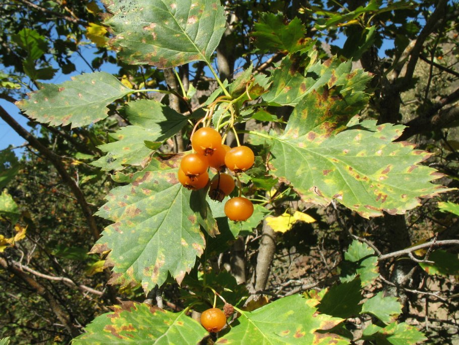 Боярышник Максимовича (Crataegus maximowiczii)