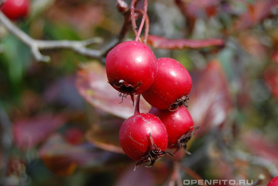 Боярышник однопестичный