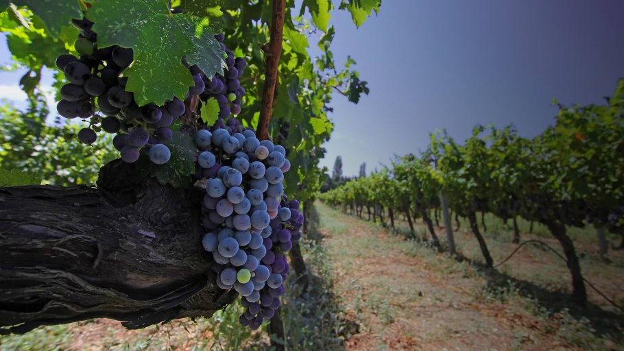 Виноградная плантация Турция