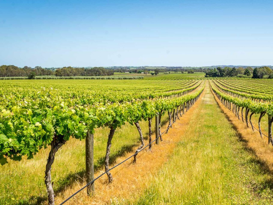 Долина Луары виноградники