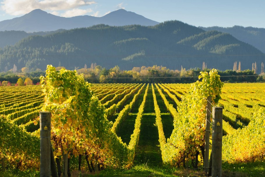 Кахетия виноградники