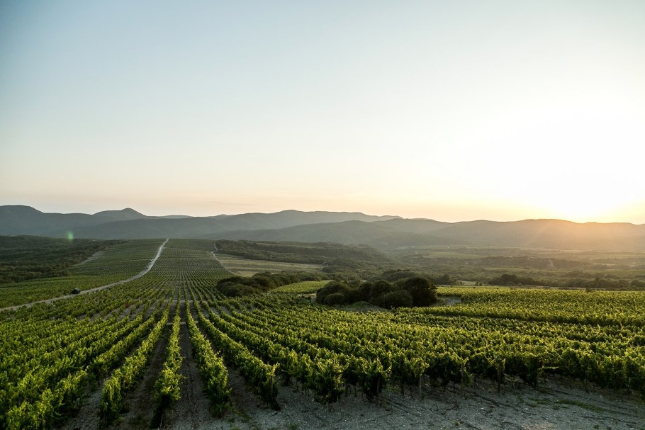Виноградные плантации в Абрау-Дюрсо