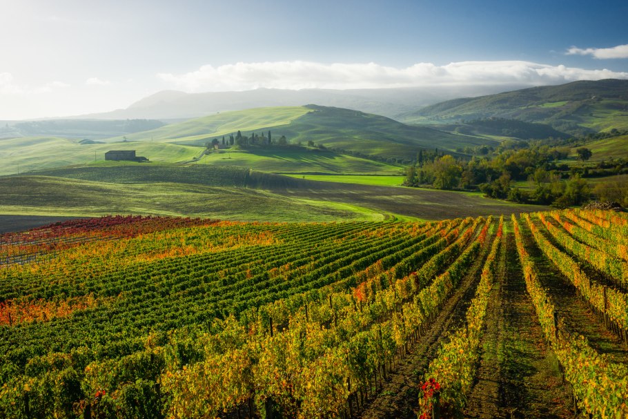 Италия Тоскана виноград поля