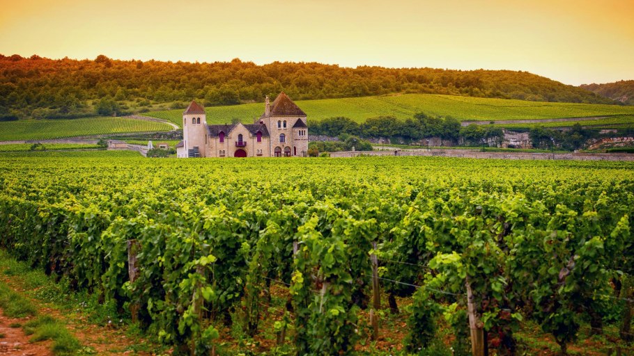 Шато бордо виноградники