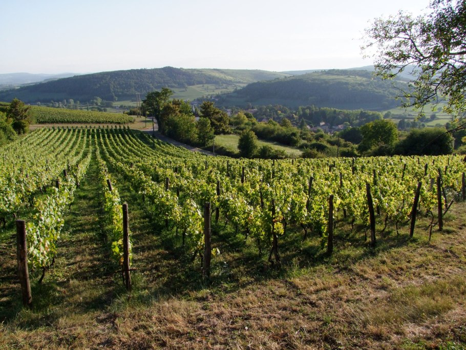Бургундия виноградники Шардоне