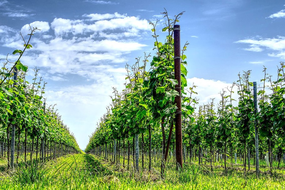 Плантация винограда плантация винограда