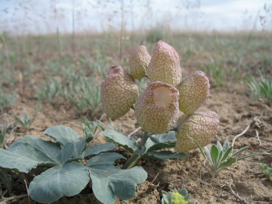 Леонтица дарвазская