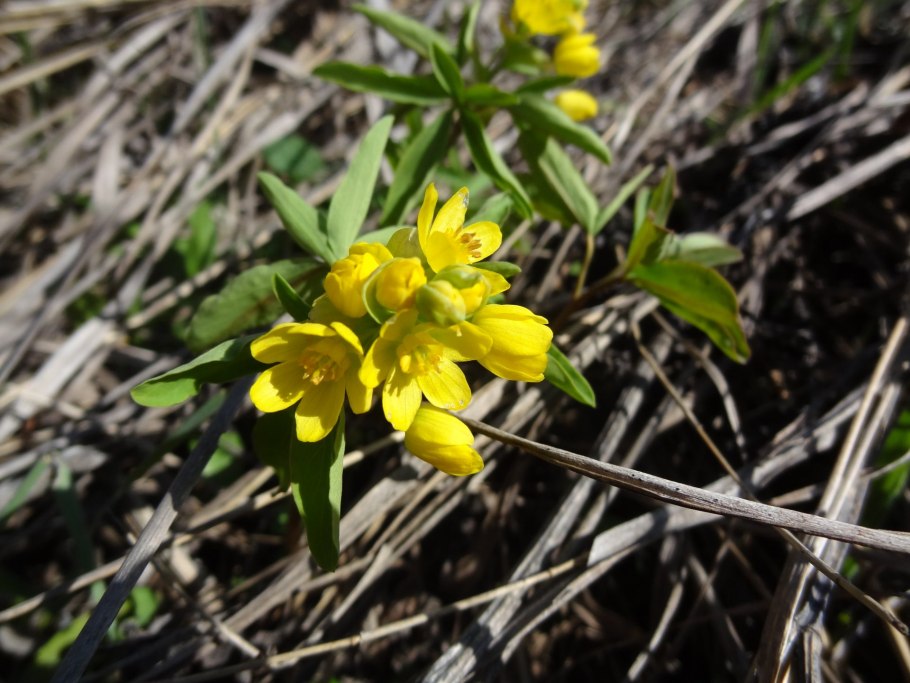 Леонтица купить