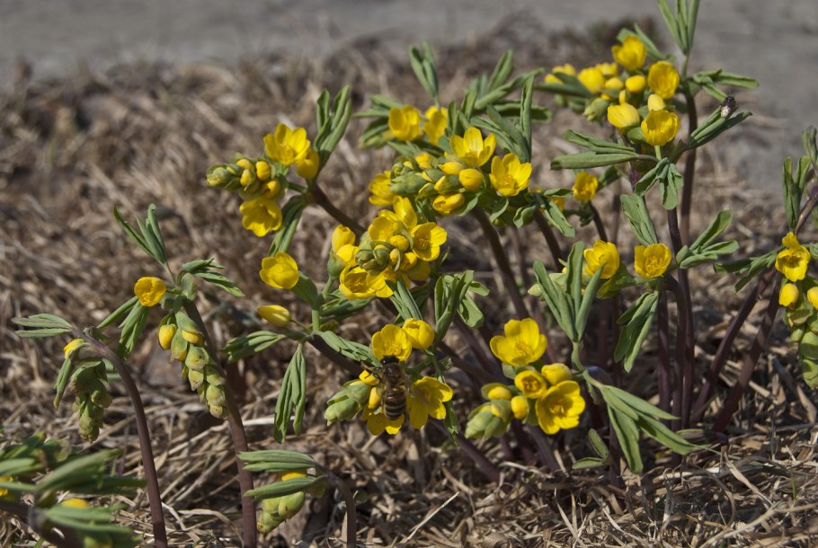 Gymnospermium albertii