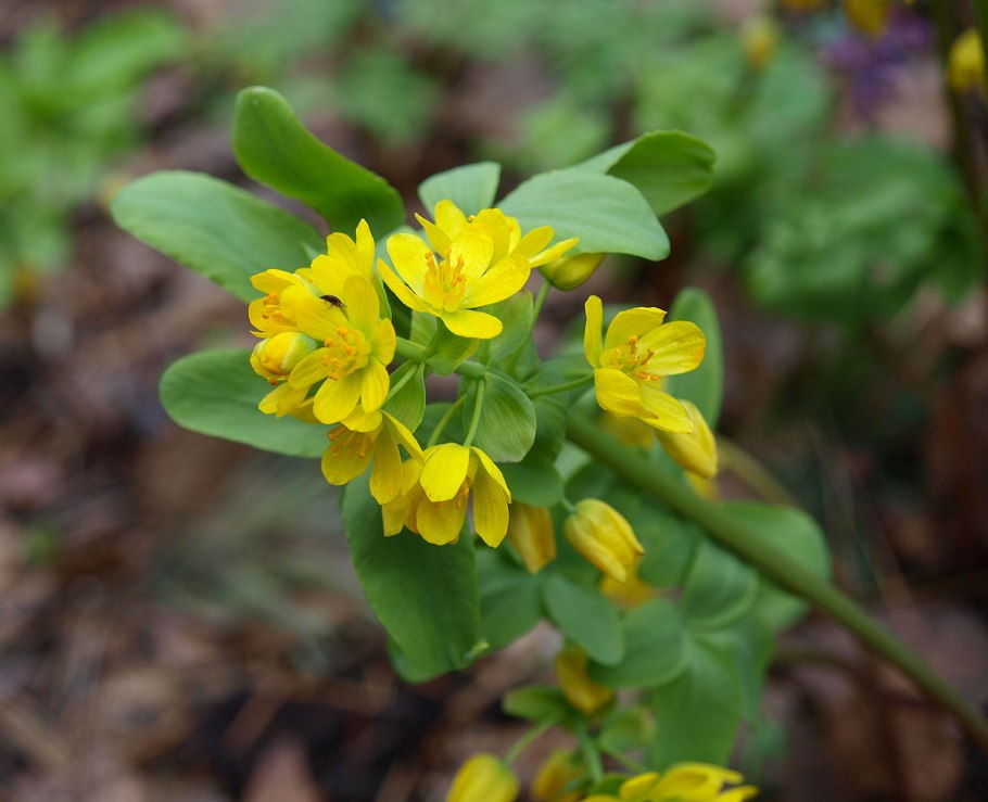 Голосемянник Алтайский