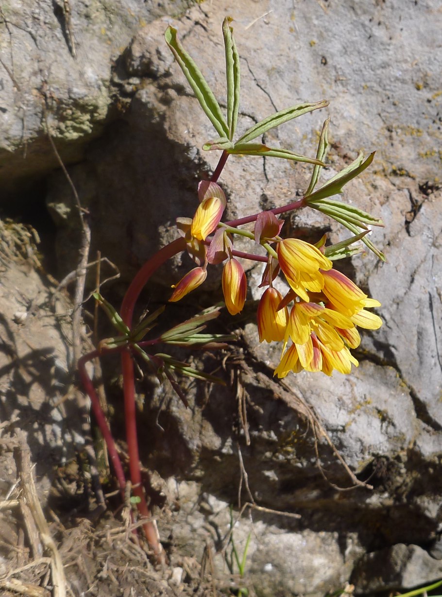 Крахмалоносные и инулиновые растения