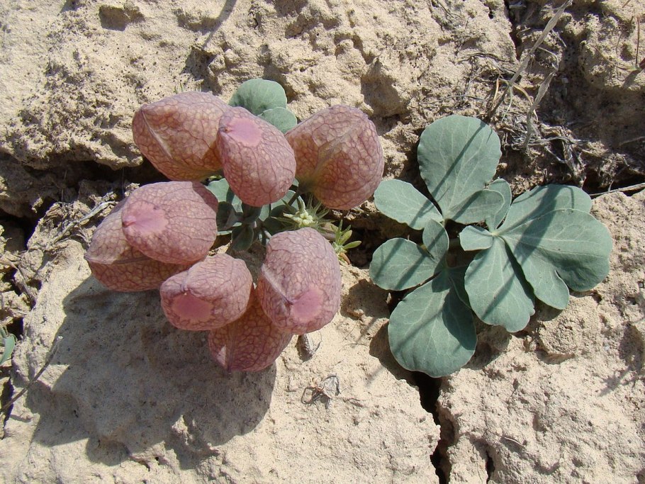 Каулофиллум с6