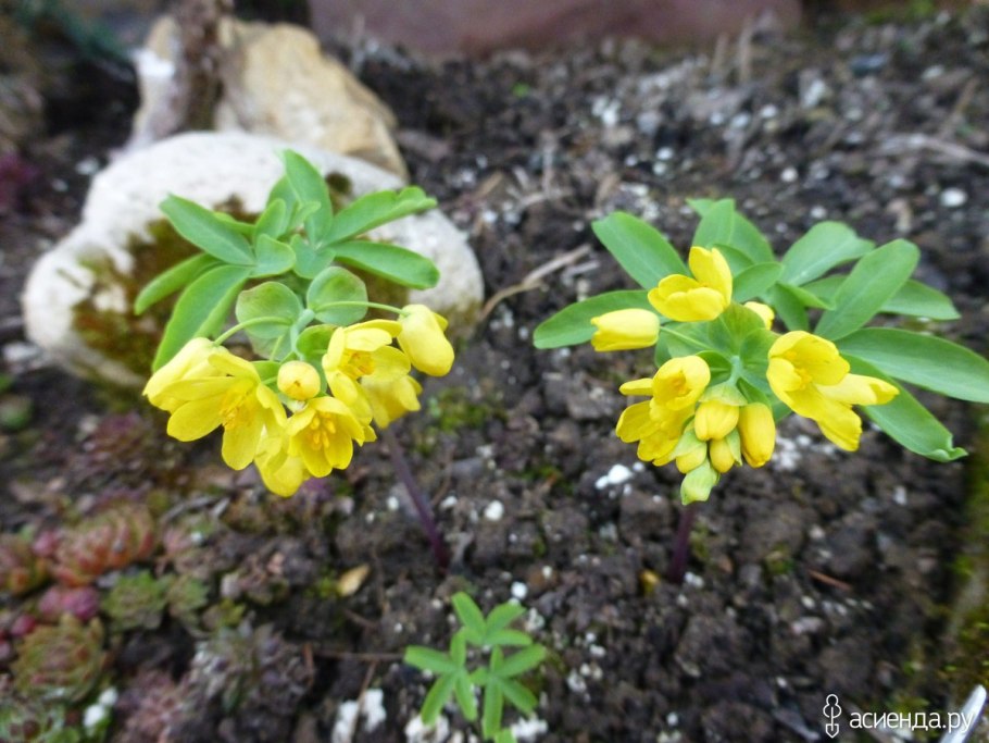 Стеблелист василистниковидный Caulophyllum thalictroides