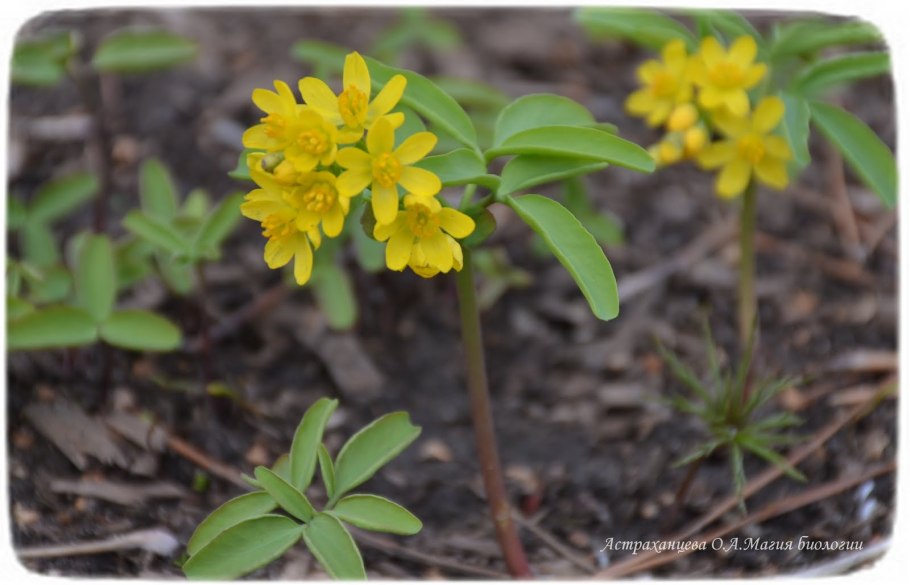 Леонтица Алтайская