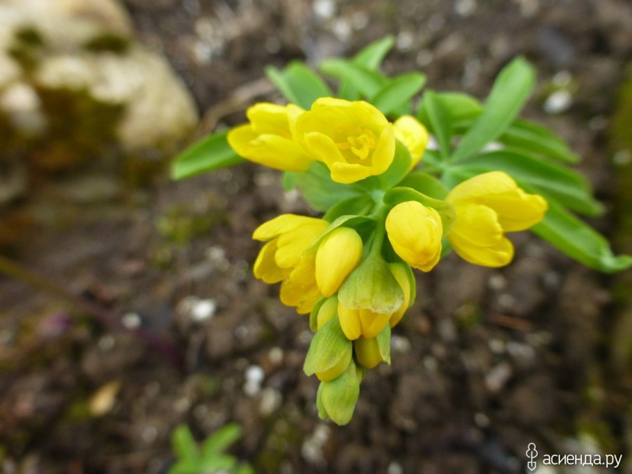 Леонтица Алтайская