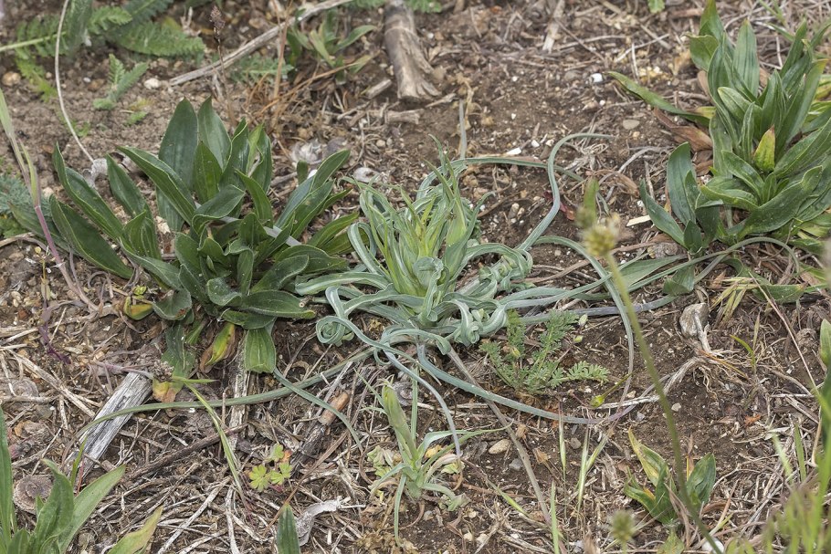 Леонтица Алтайская