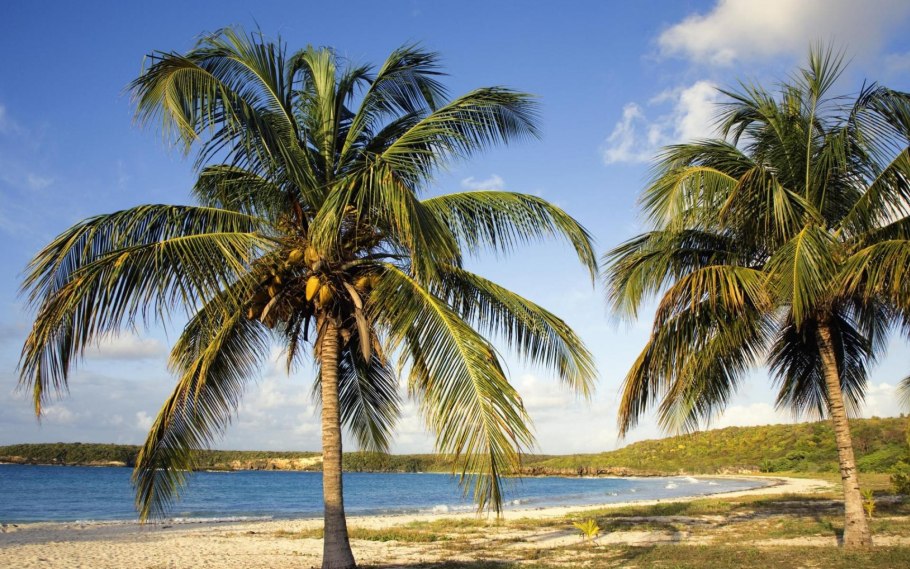 Кокосы на Пальме