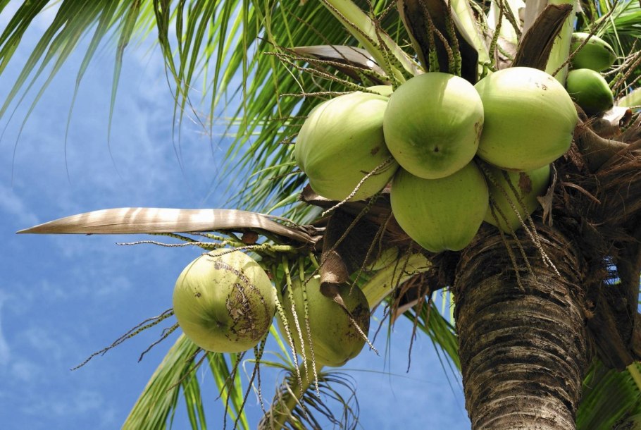 Кокосовая Пальма ареал