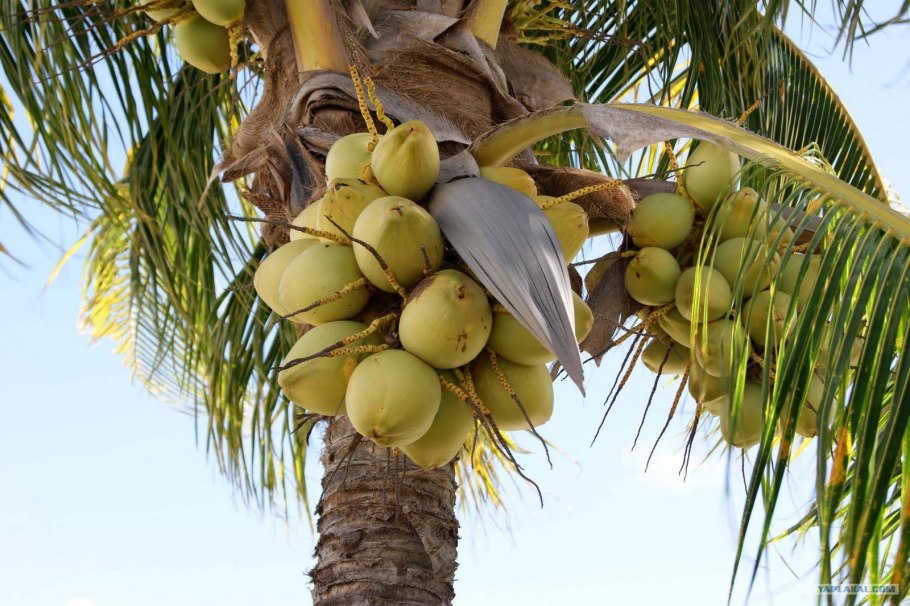 Кокосовая Пальма (Cocos nucifera)