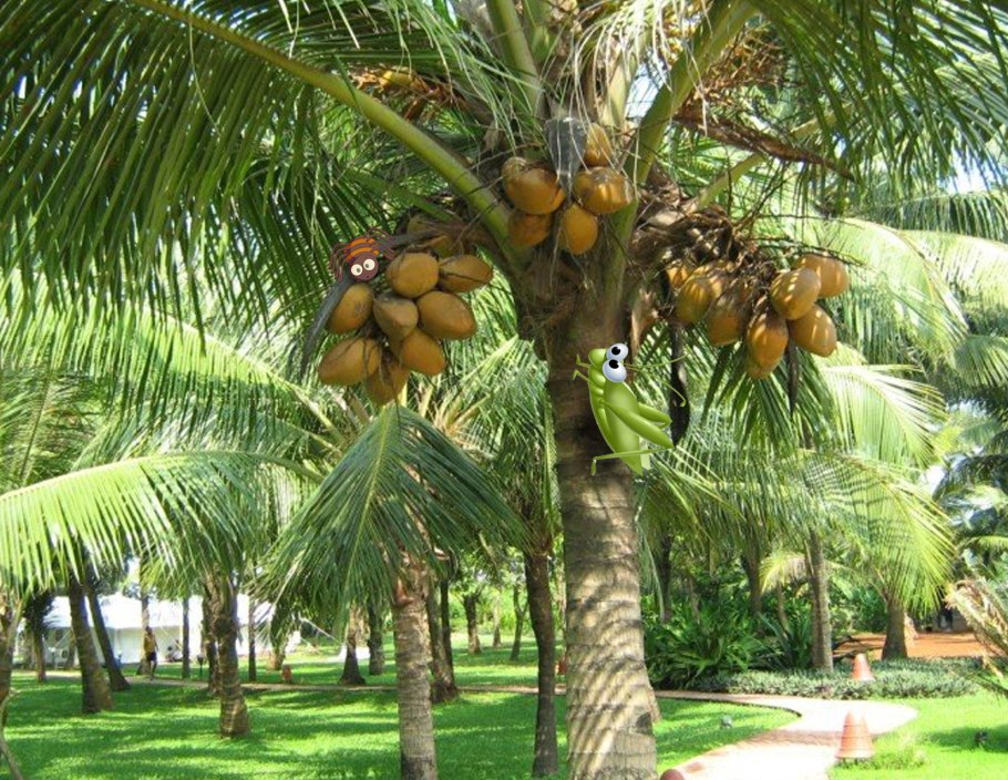 Кокосы на Пальме