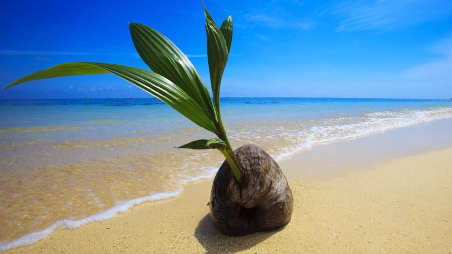 Кокос (остров, Гуам)