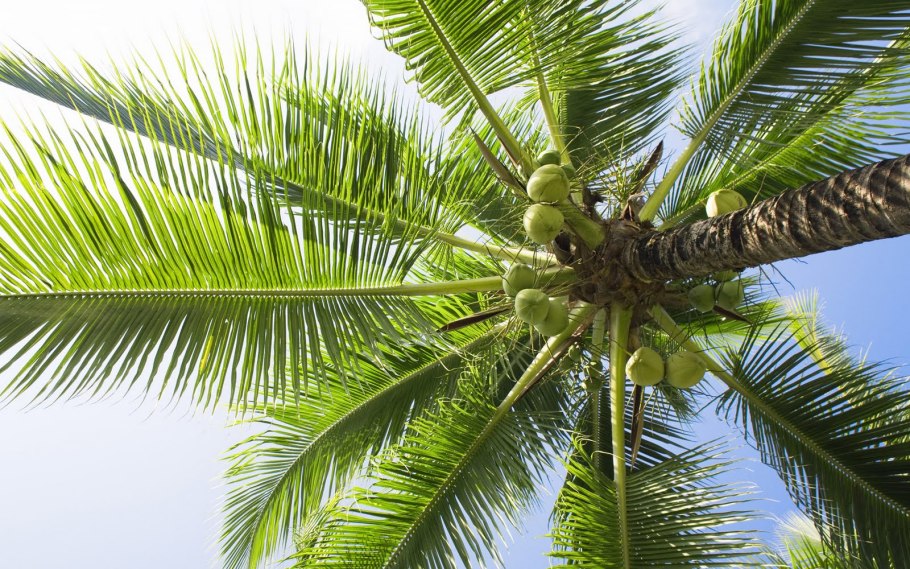 Пальма мориче