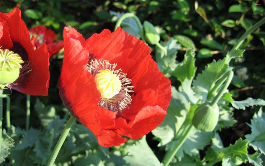 Мак однолетний листья