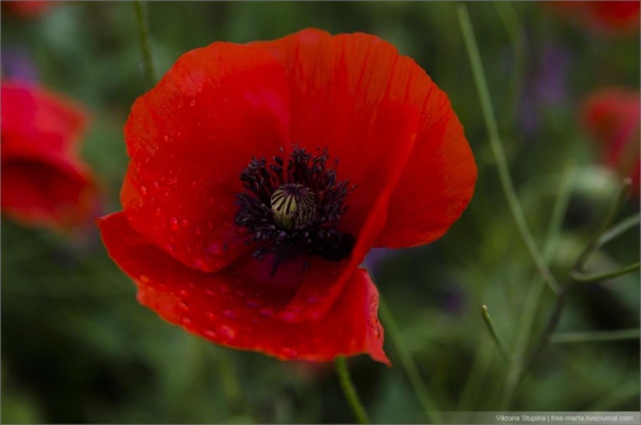 Листья мака