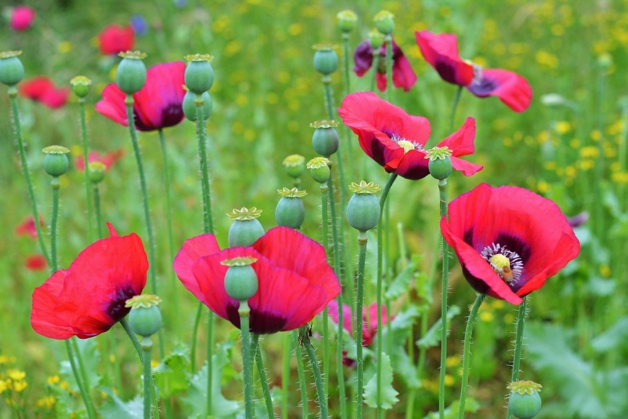 Мак опийный (papaver somniferum)