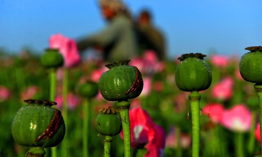 Мак Шамурина Таймыр