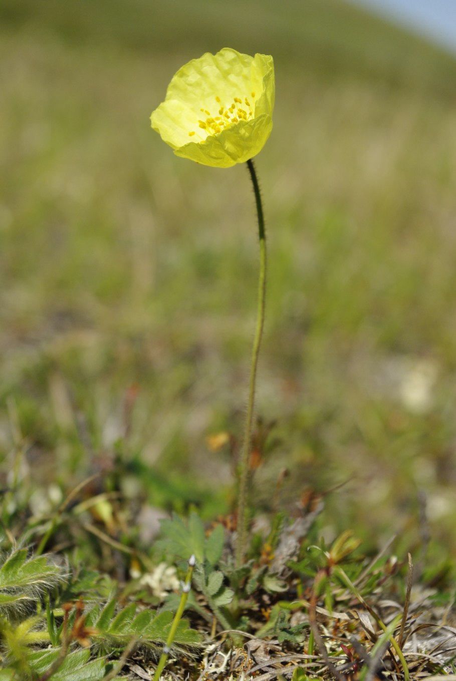 Солнцецвет растение тундра
