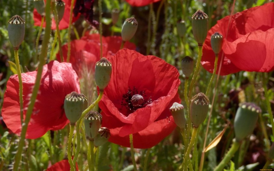 Мак papaver cardinal