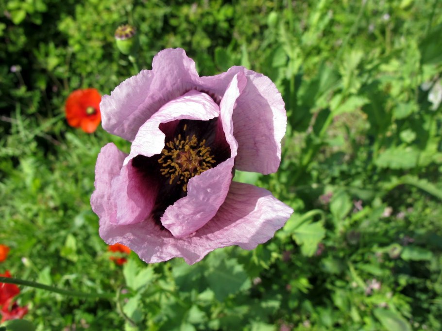 Полевые цветы Забайкалья