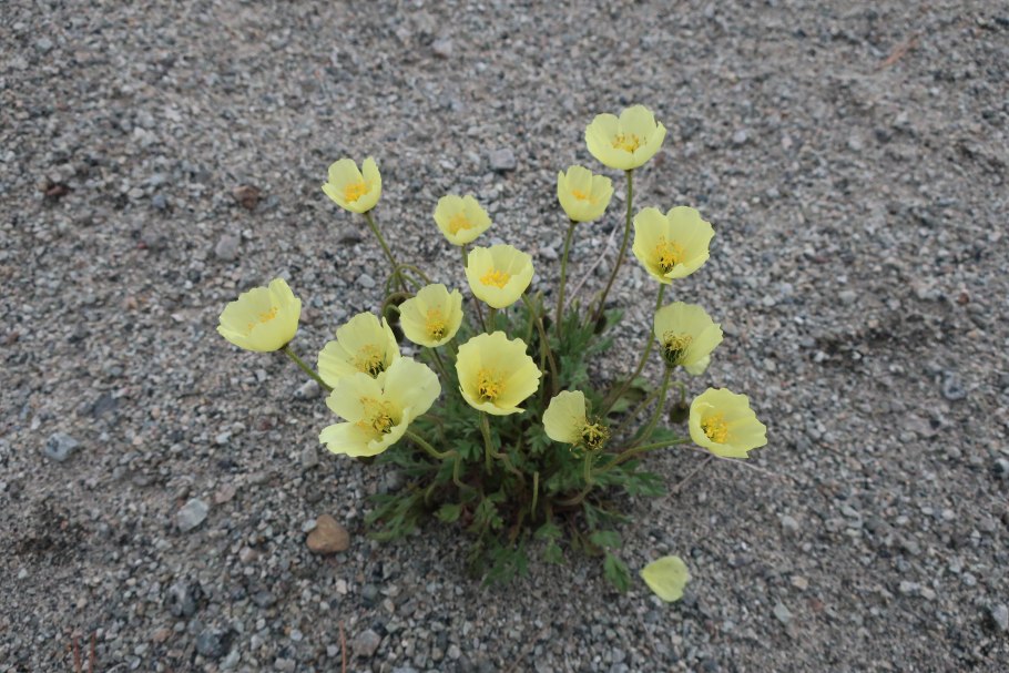 Полярный Мак на белом фоне