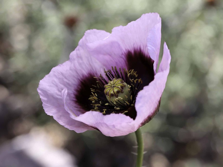 Мак снотворный papaver somniferum