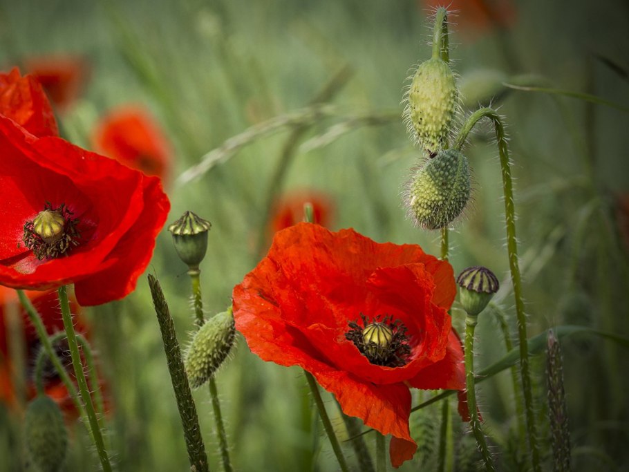 Мак полевой