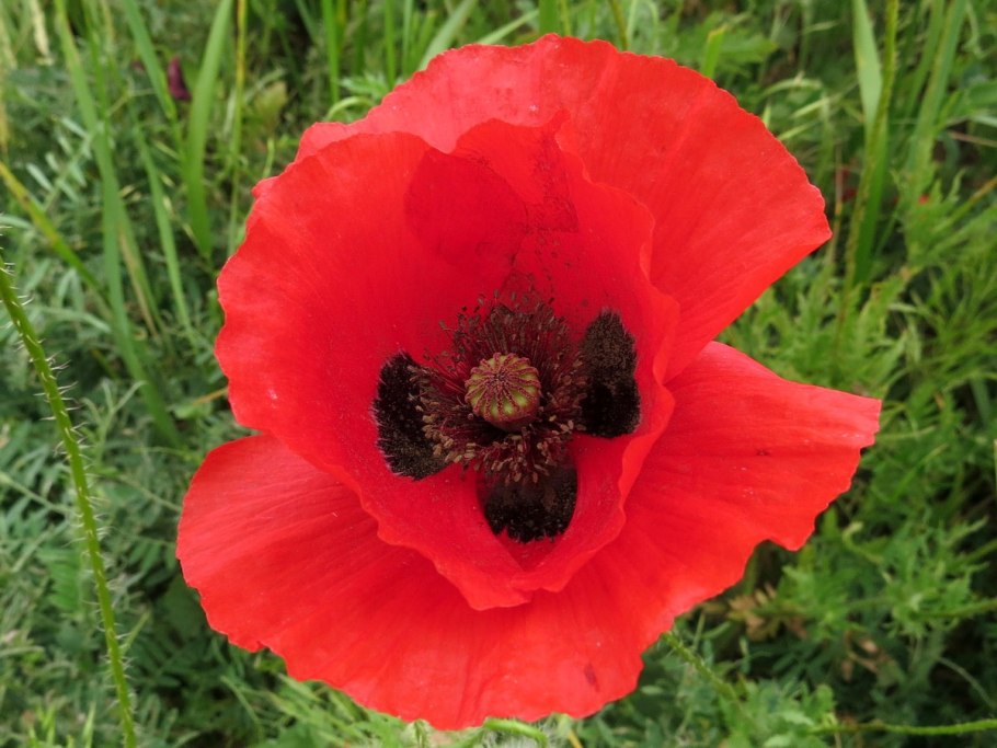 Как выглядит дикорастущий Мак