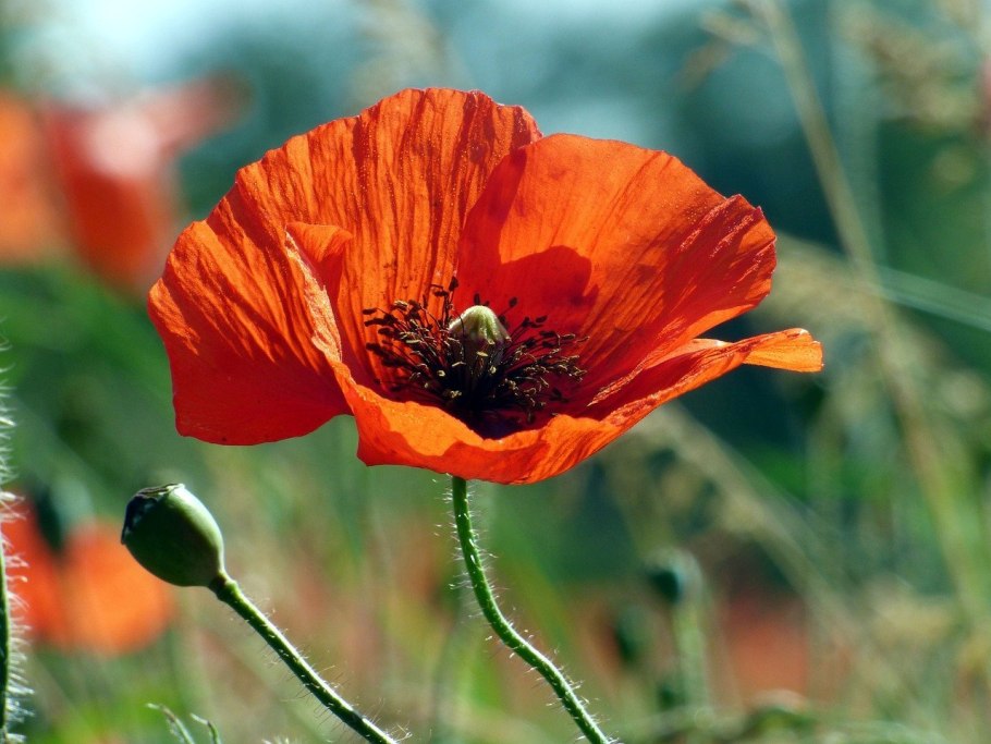 Мак papaver