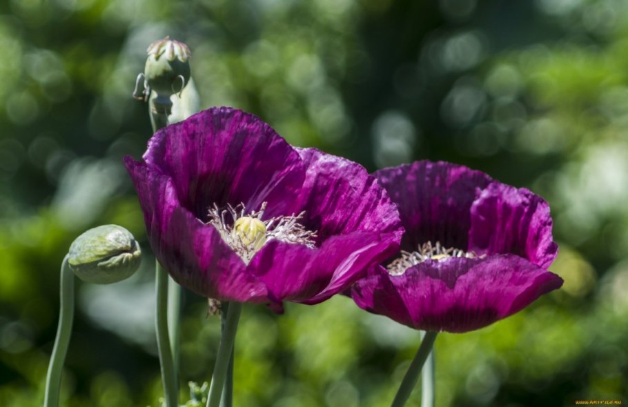 Papaver somniferum