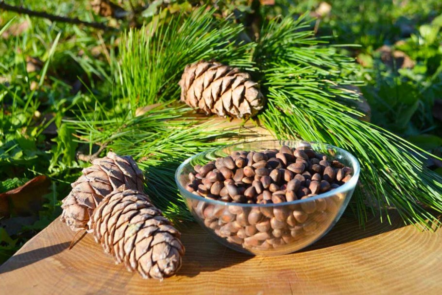 Кедр Сибирский орехи