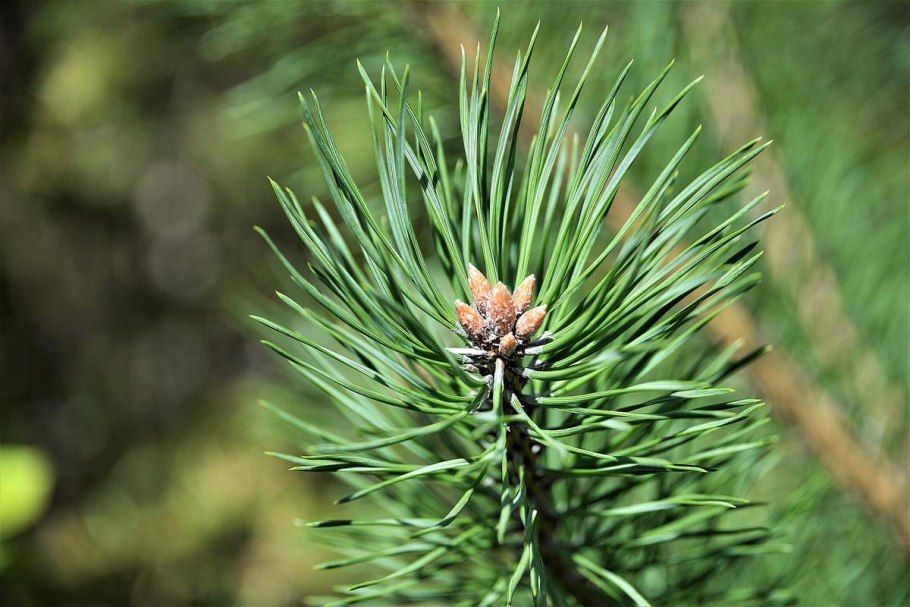 Лиственница европейская Larix decidua